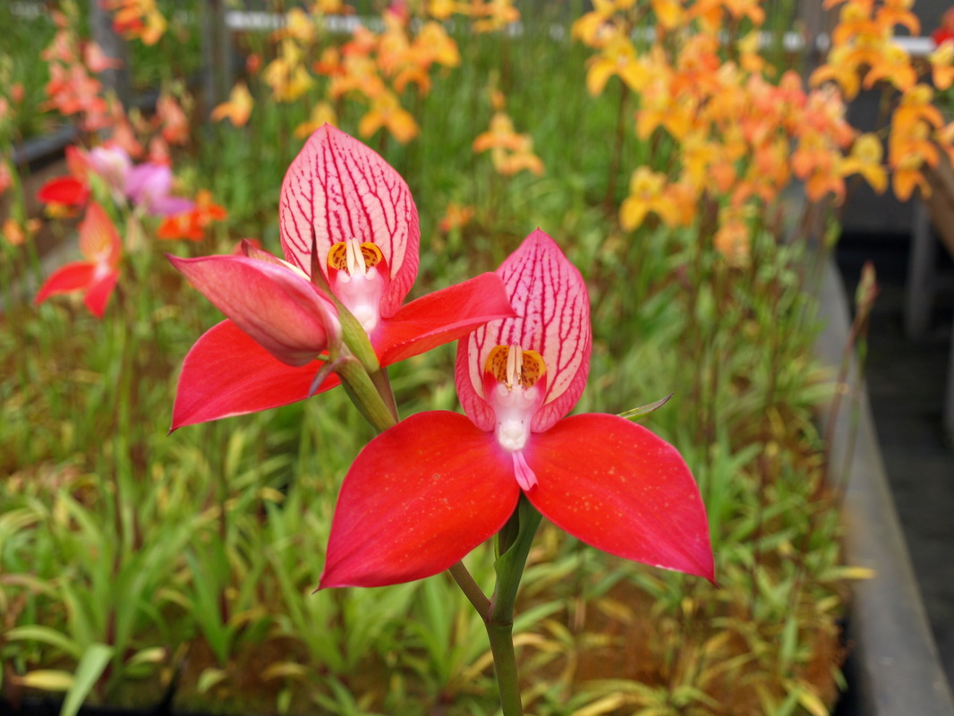 orquídea Disa uniflora