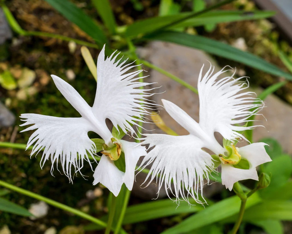 orquídea Habenaria radiata