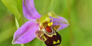 orquídea abelheira