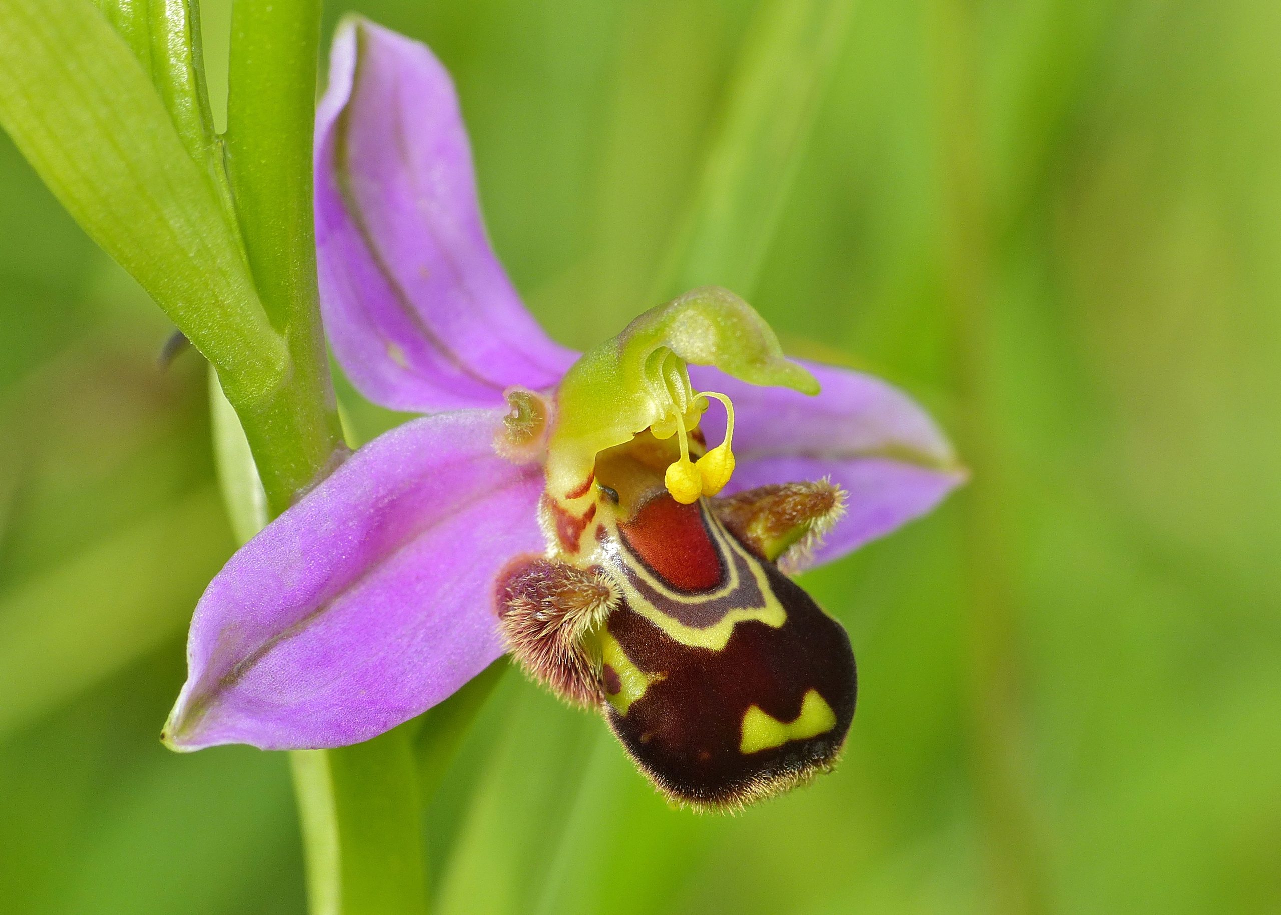 orquídea abelheira