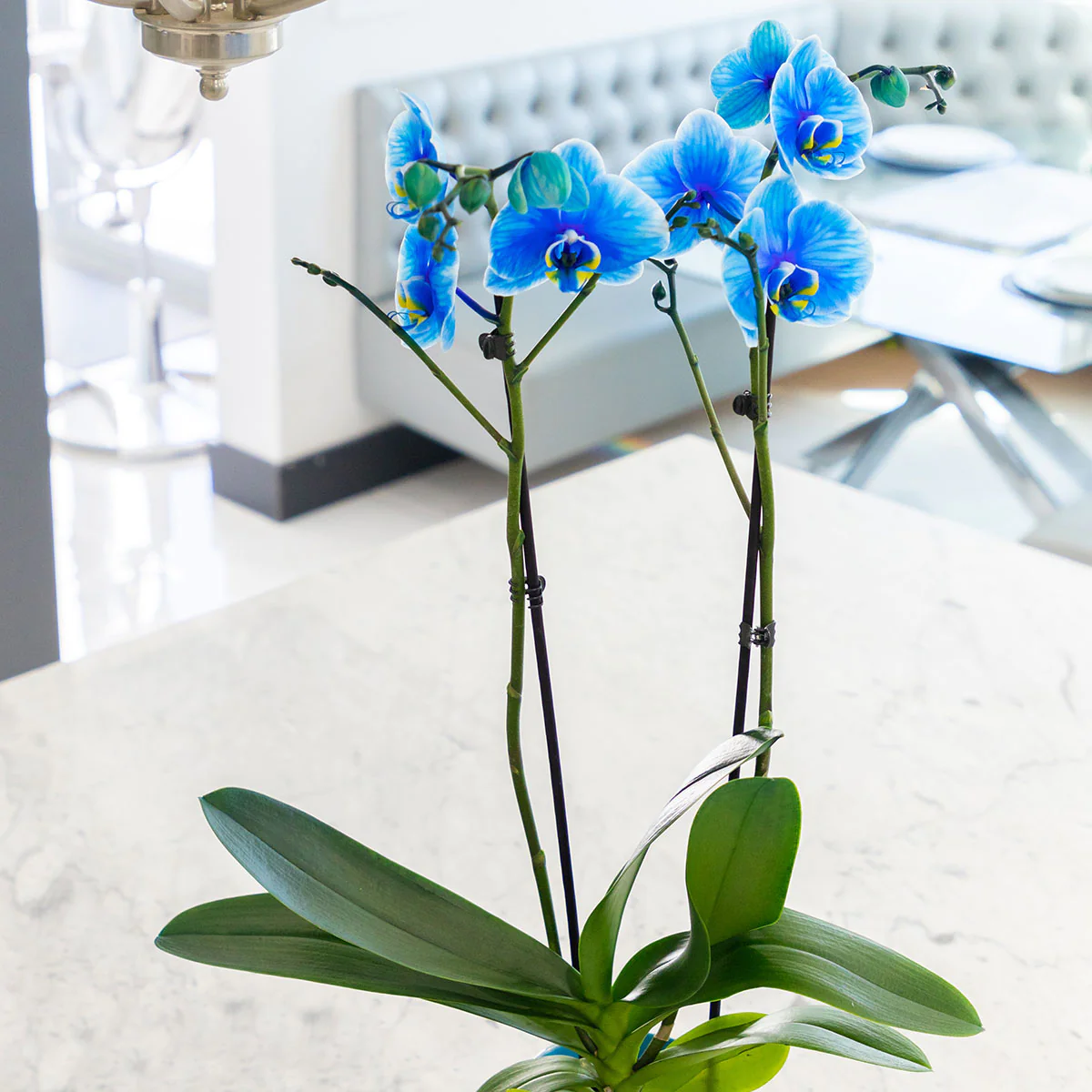 orquídea azul dentro de casa