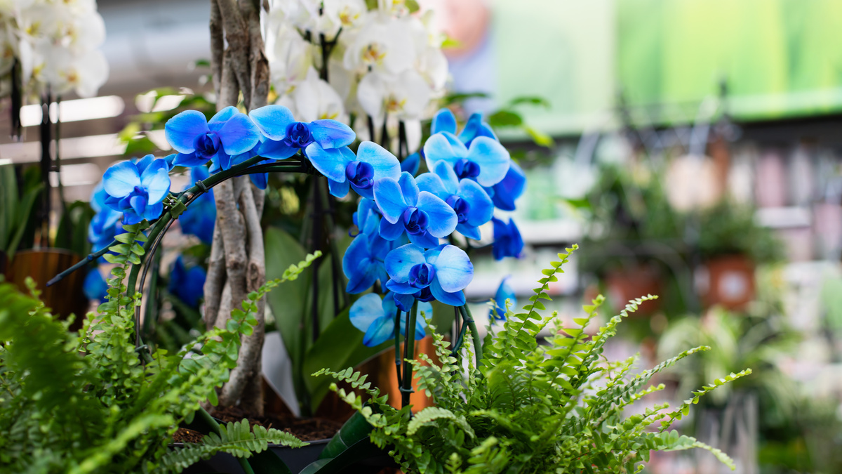 orquídea azul em vaso