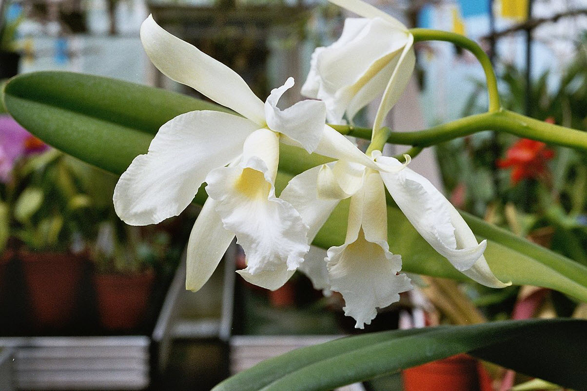 orquídea branca Laelia