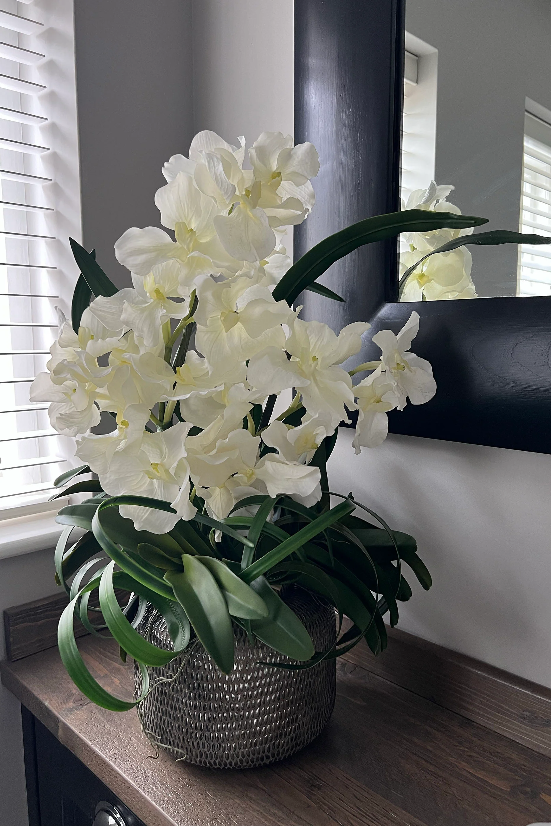 orquídea branca Vanda em vaso