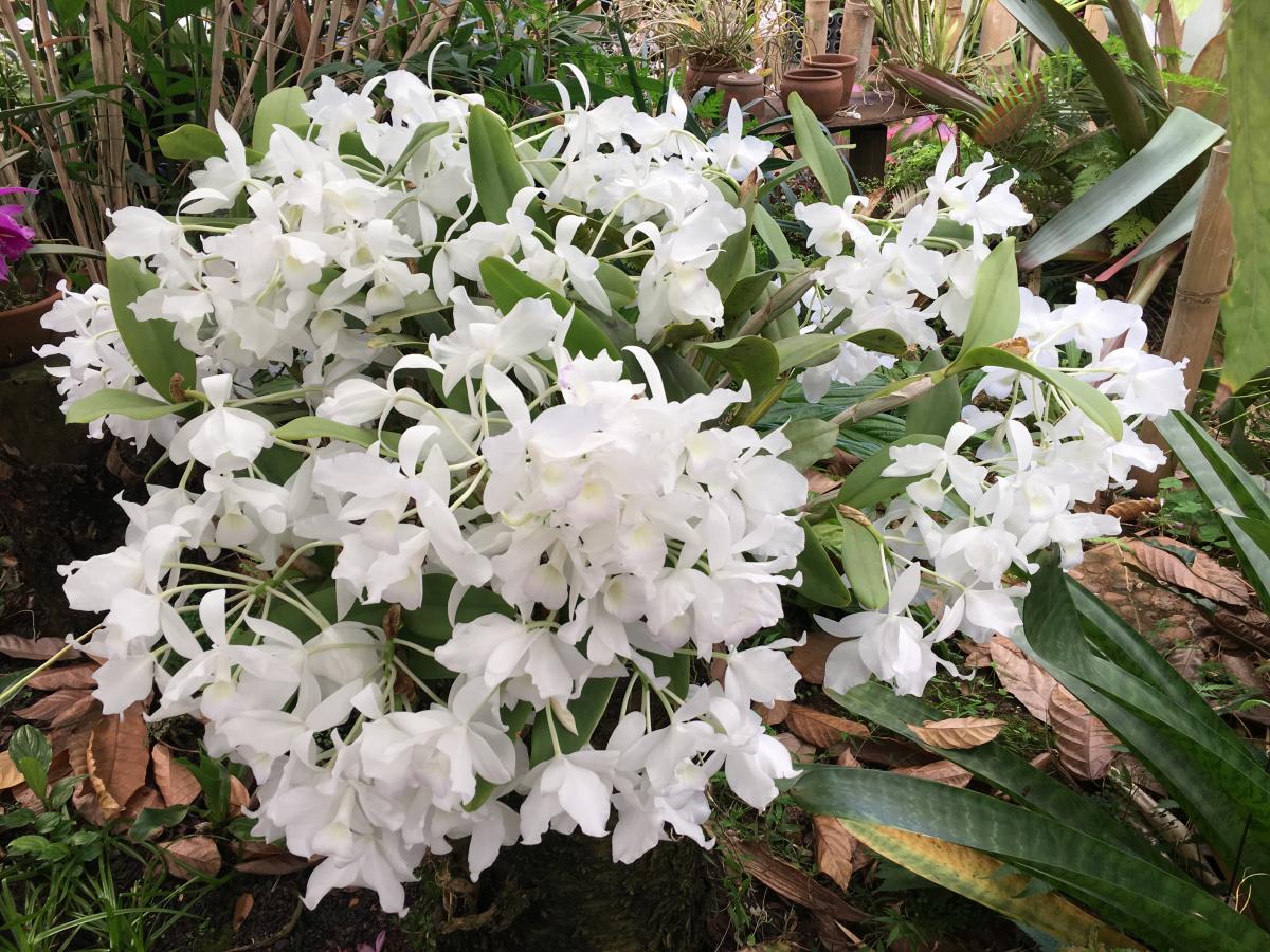orquídea branca do gênero Cattleya