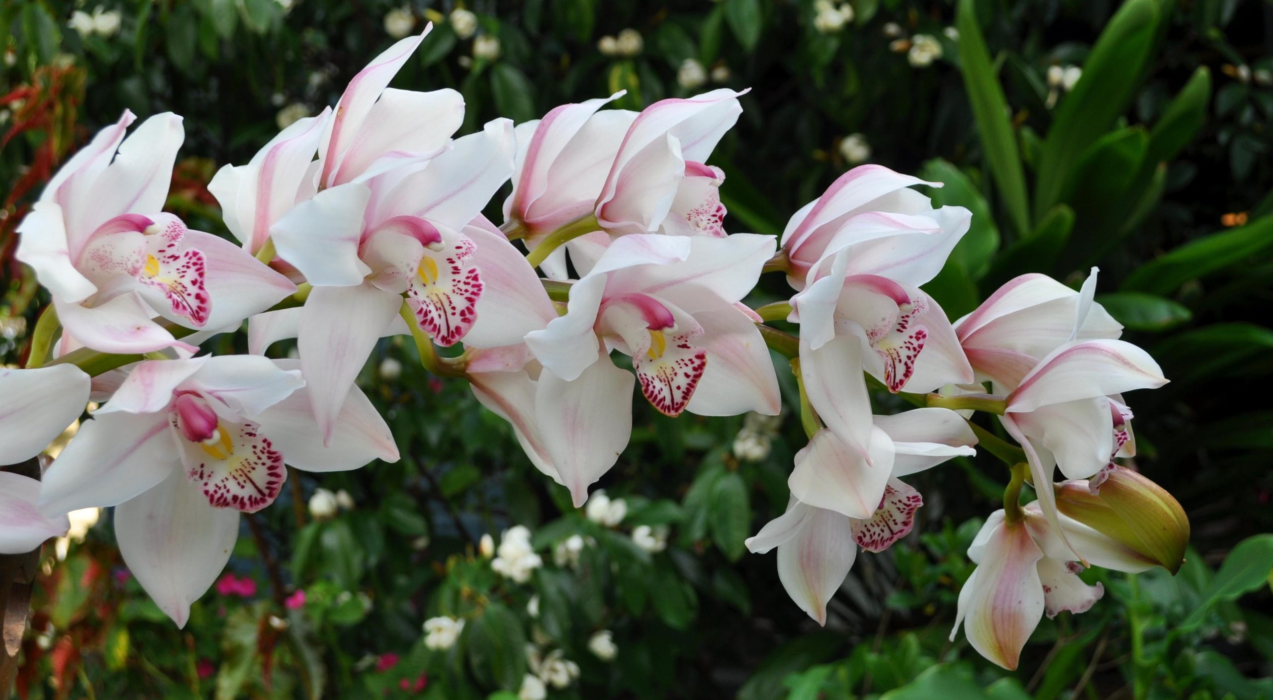 orquídea branca do gênero Cymbidium