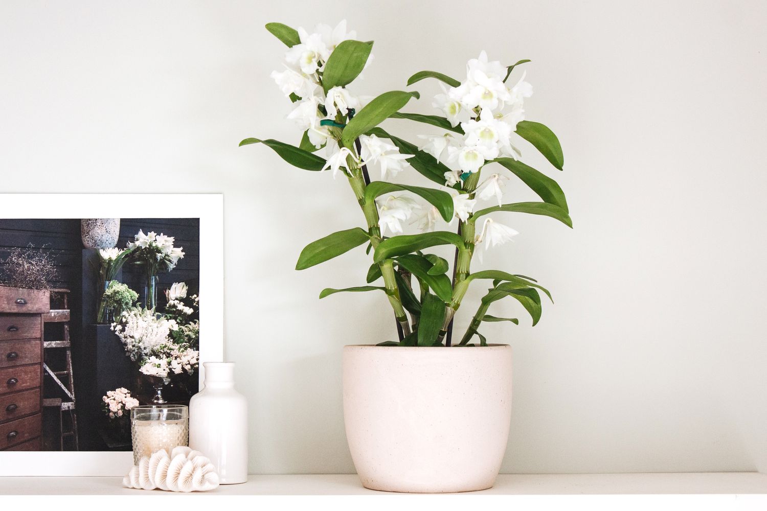 orquídea branca do gênero Dendrobium