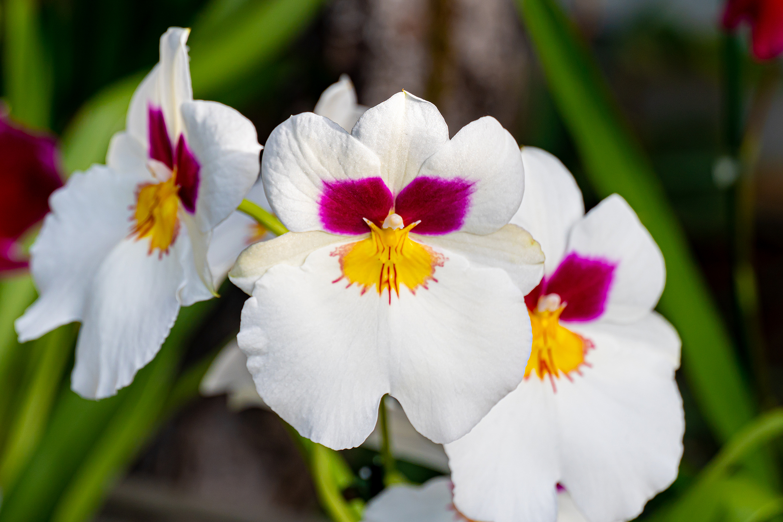 orquídea branca do gênero Miltonia