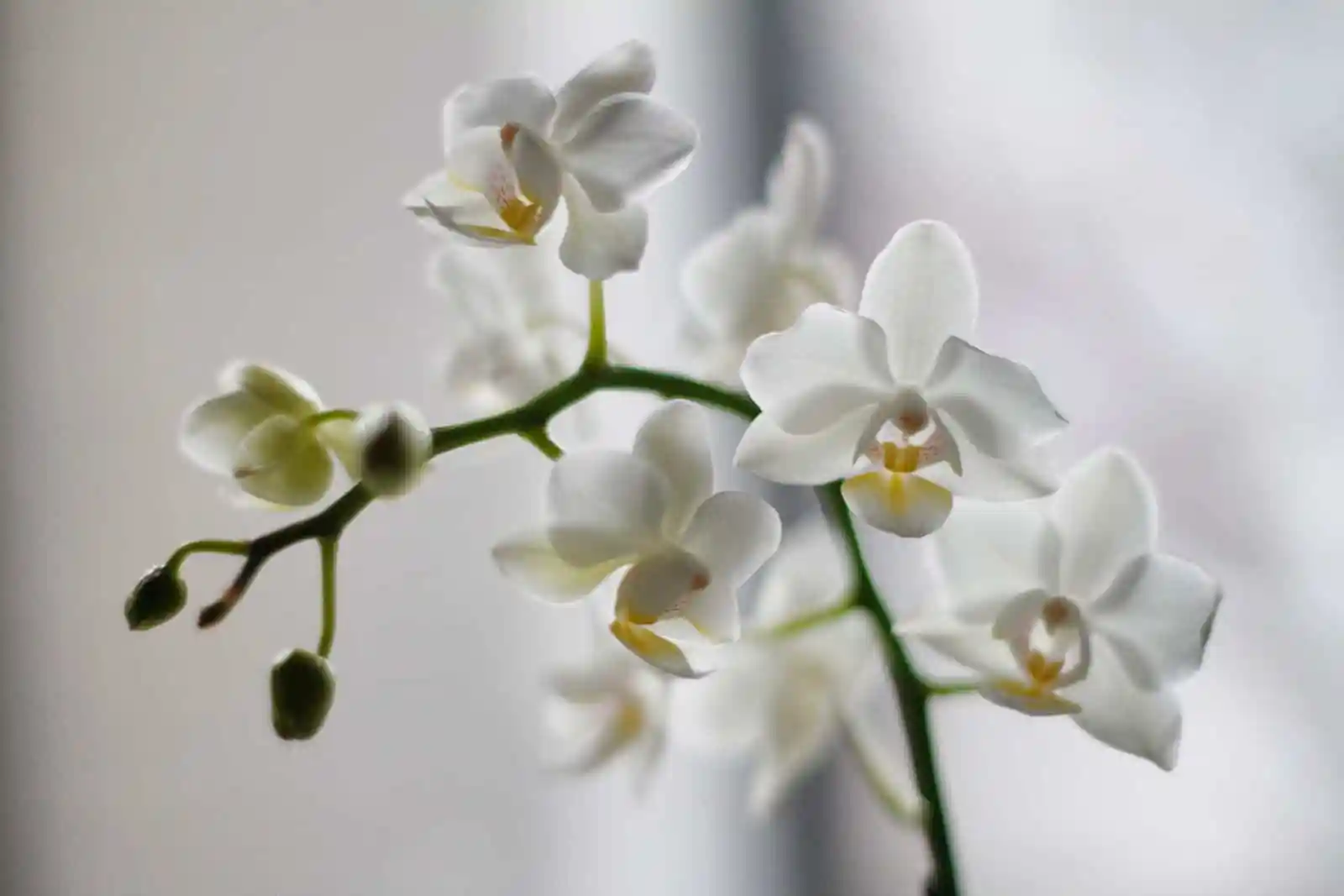 orquídea branca do gênero Phalaenopsis