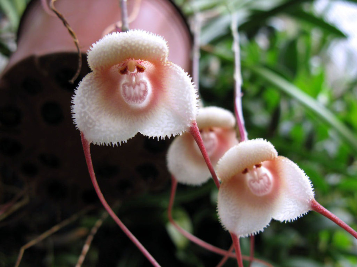 orquídea cara-de-macaco