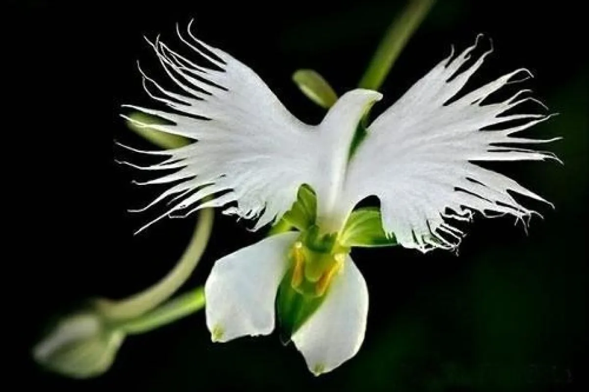 orquídea-garça