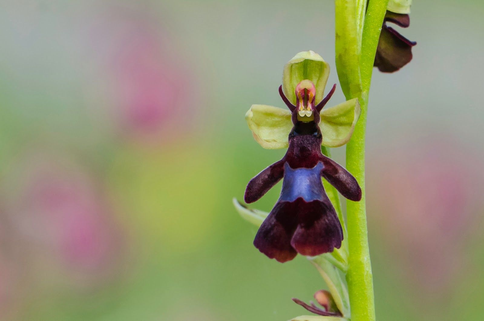 orquídea-mosca