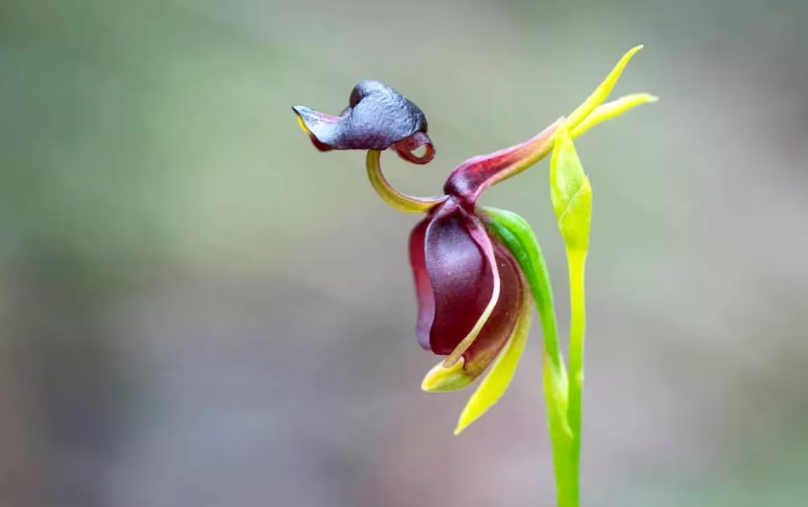 orquídea pato-voador