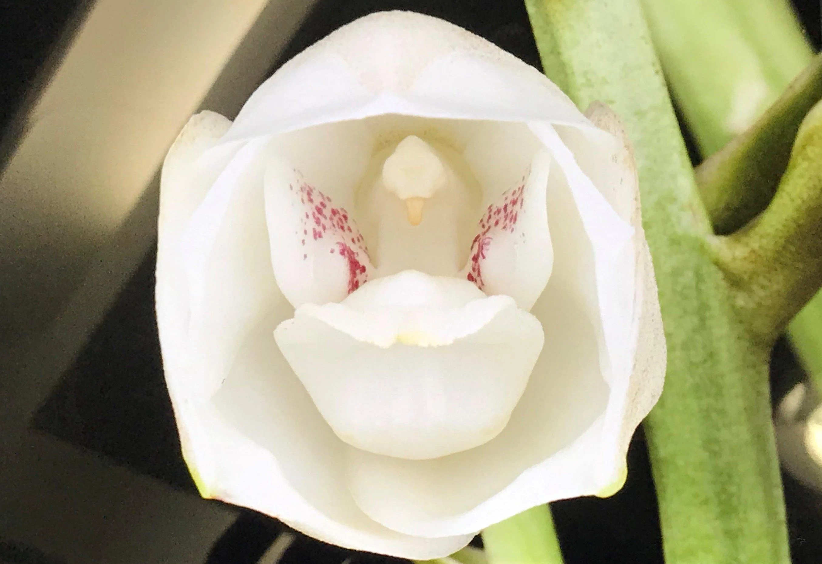 orquídea-pomba