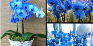 orquídeas azuis