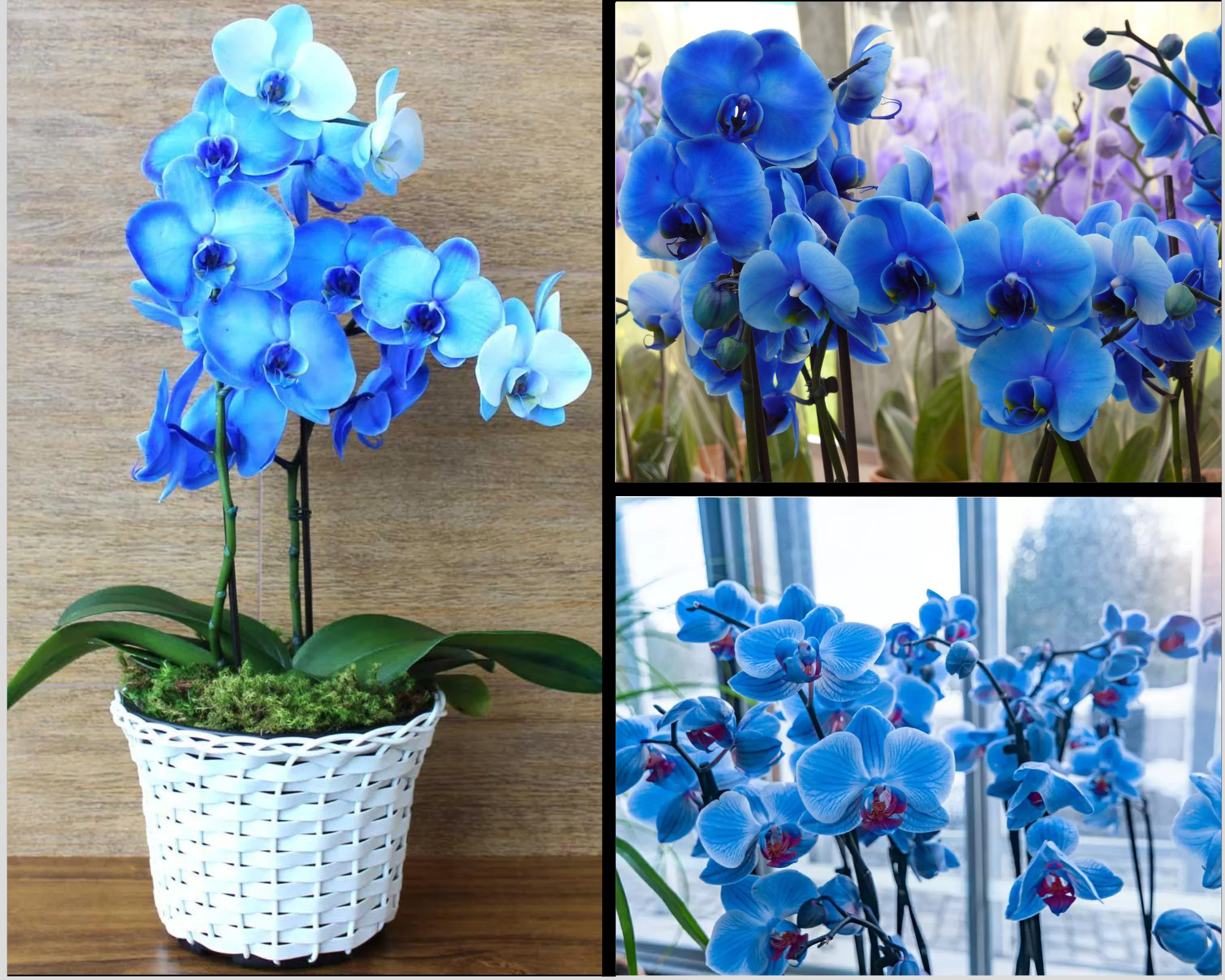 orquídeas azuis
