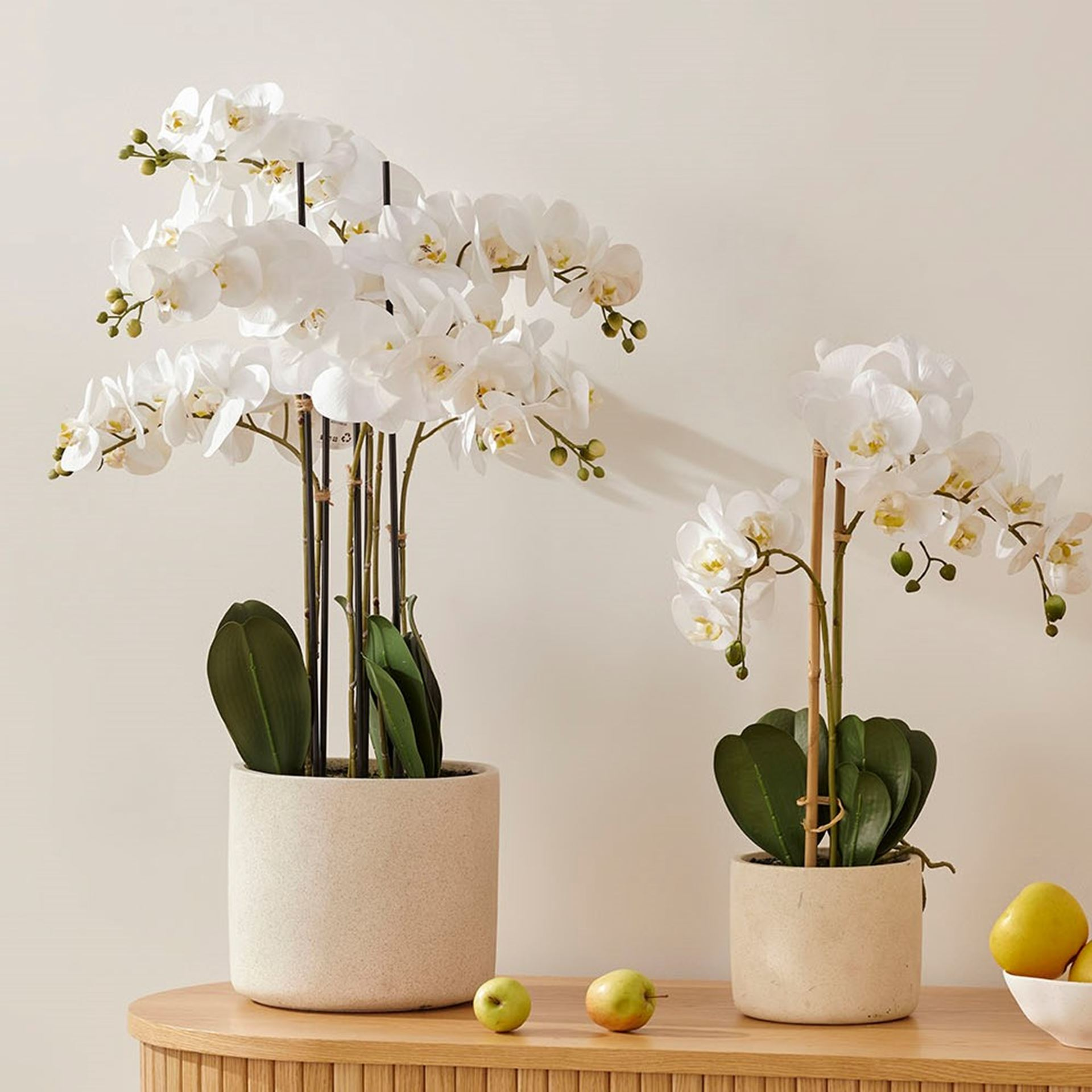 orquídeas brancas em vasos brancos