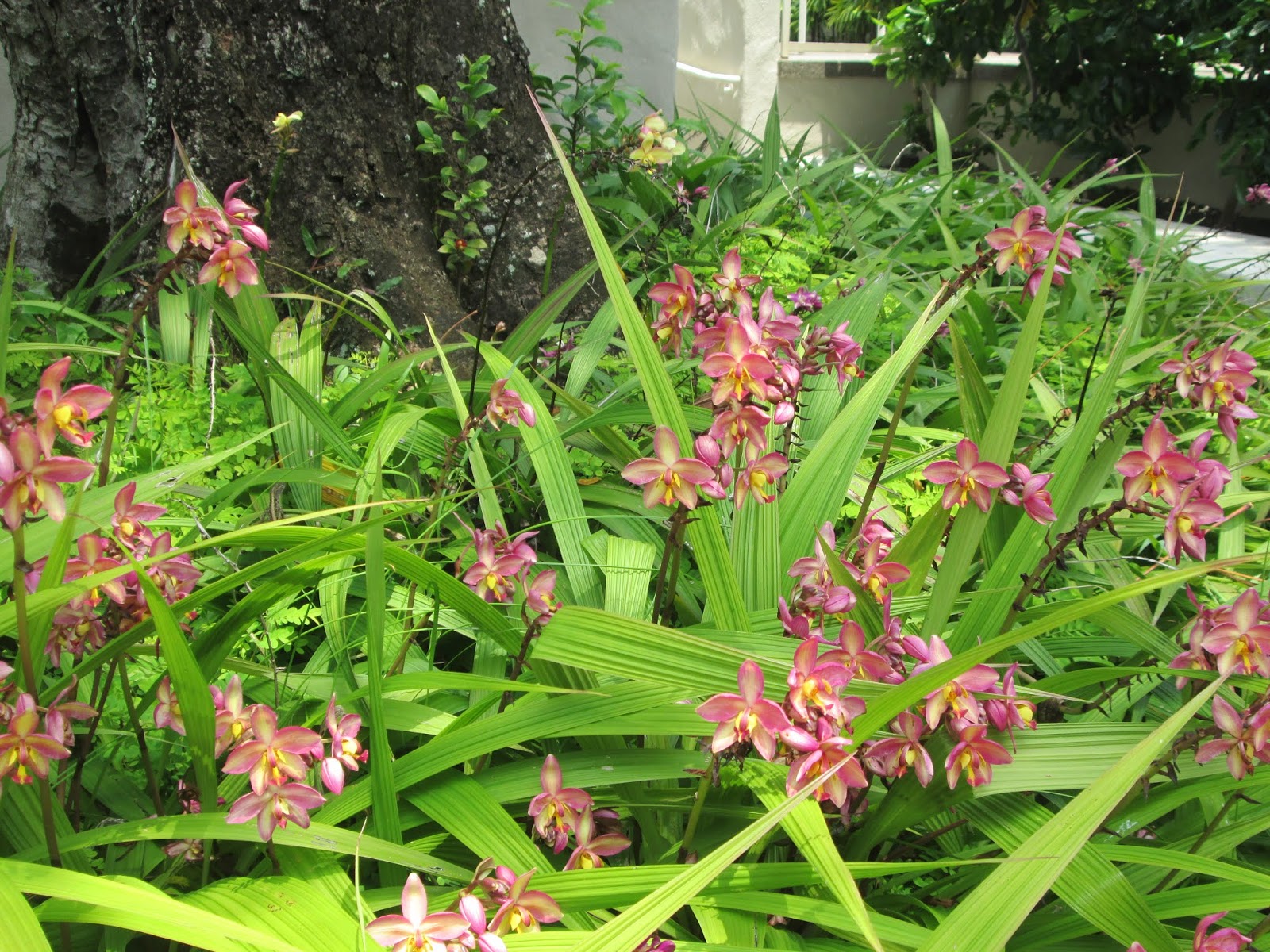 orquídeas em canteiro