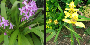 orquídeas terrestres