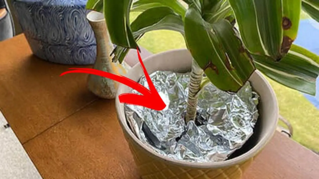 papel-alumínio cobrindo solo de planta em vaso