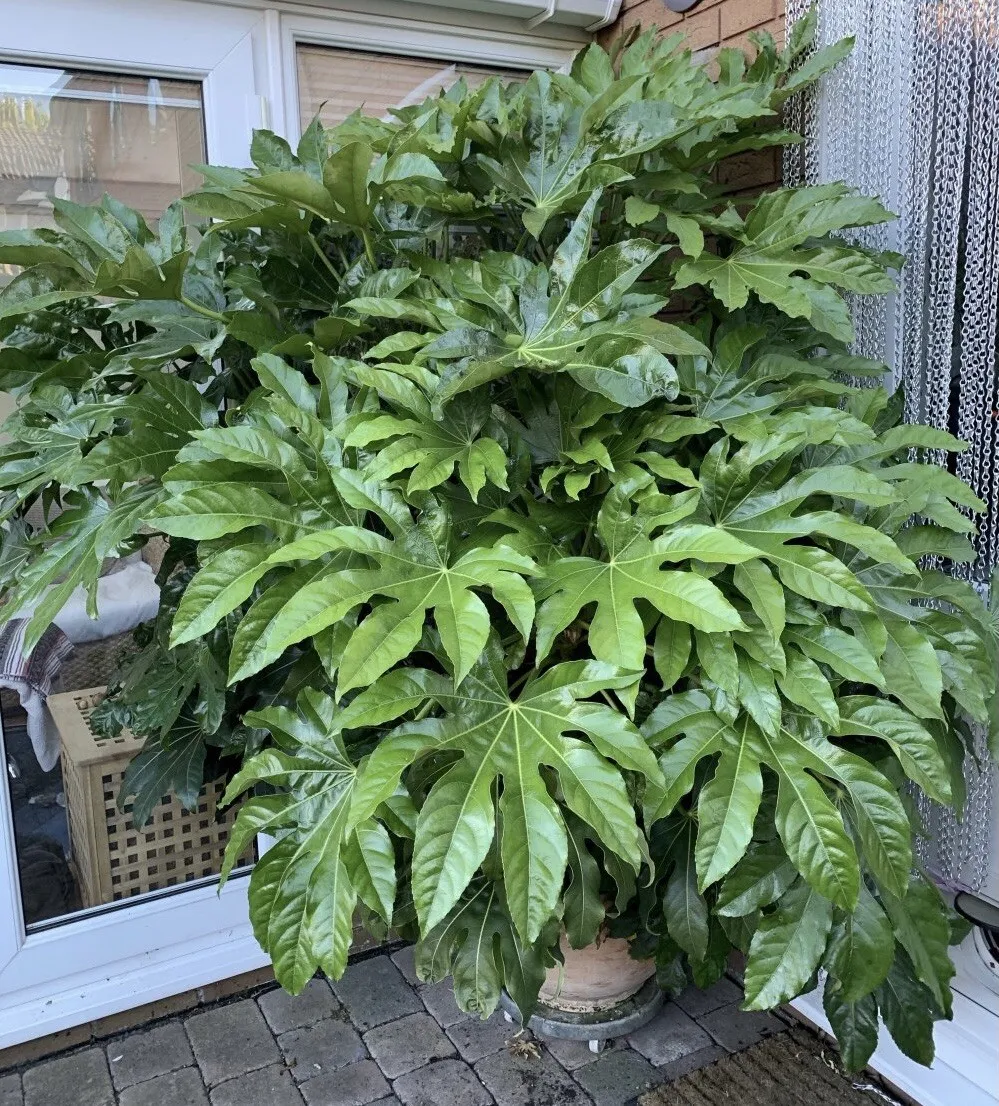 planta arália-japonesa
