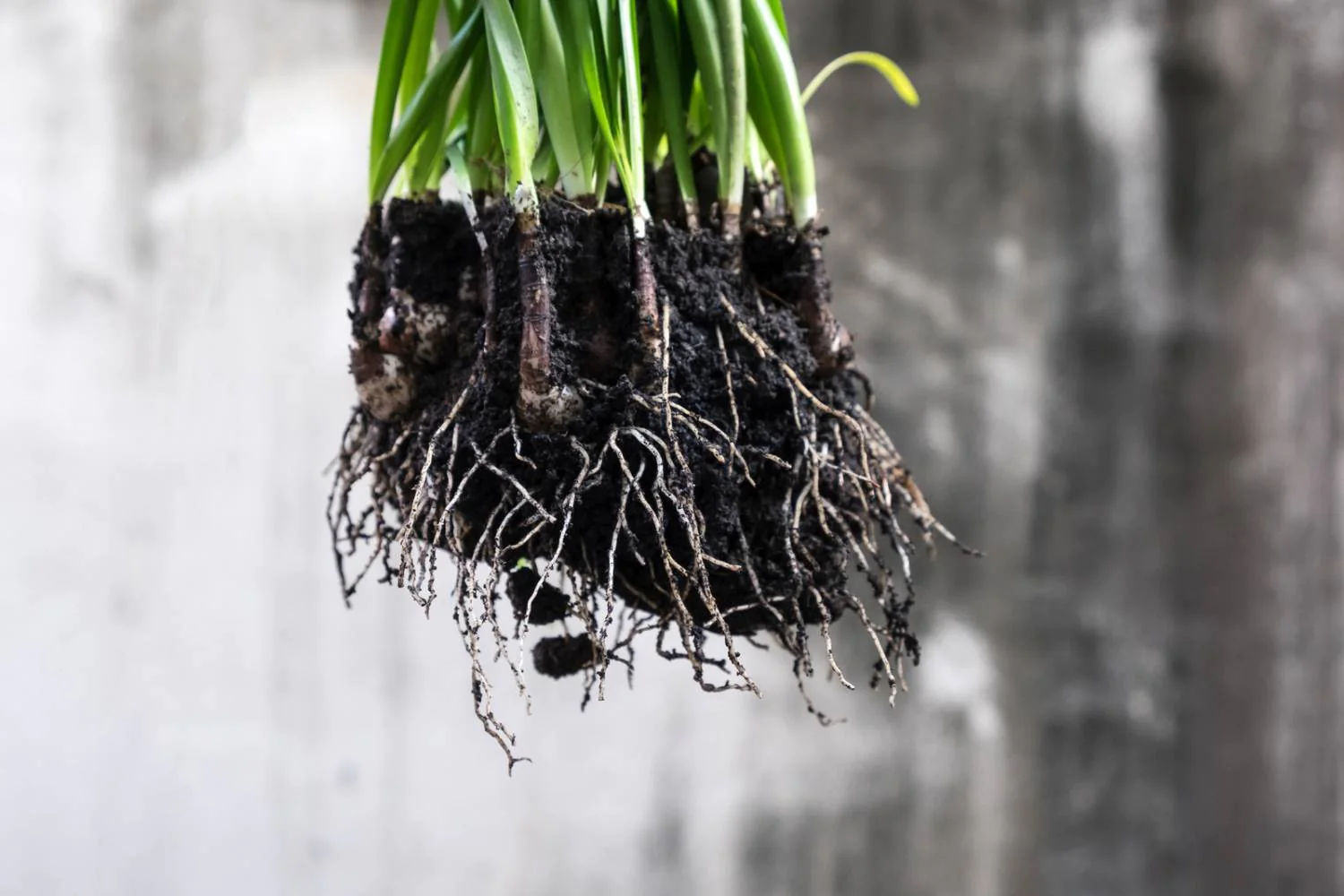 planta com raízes saudáveis