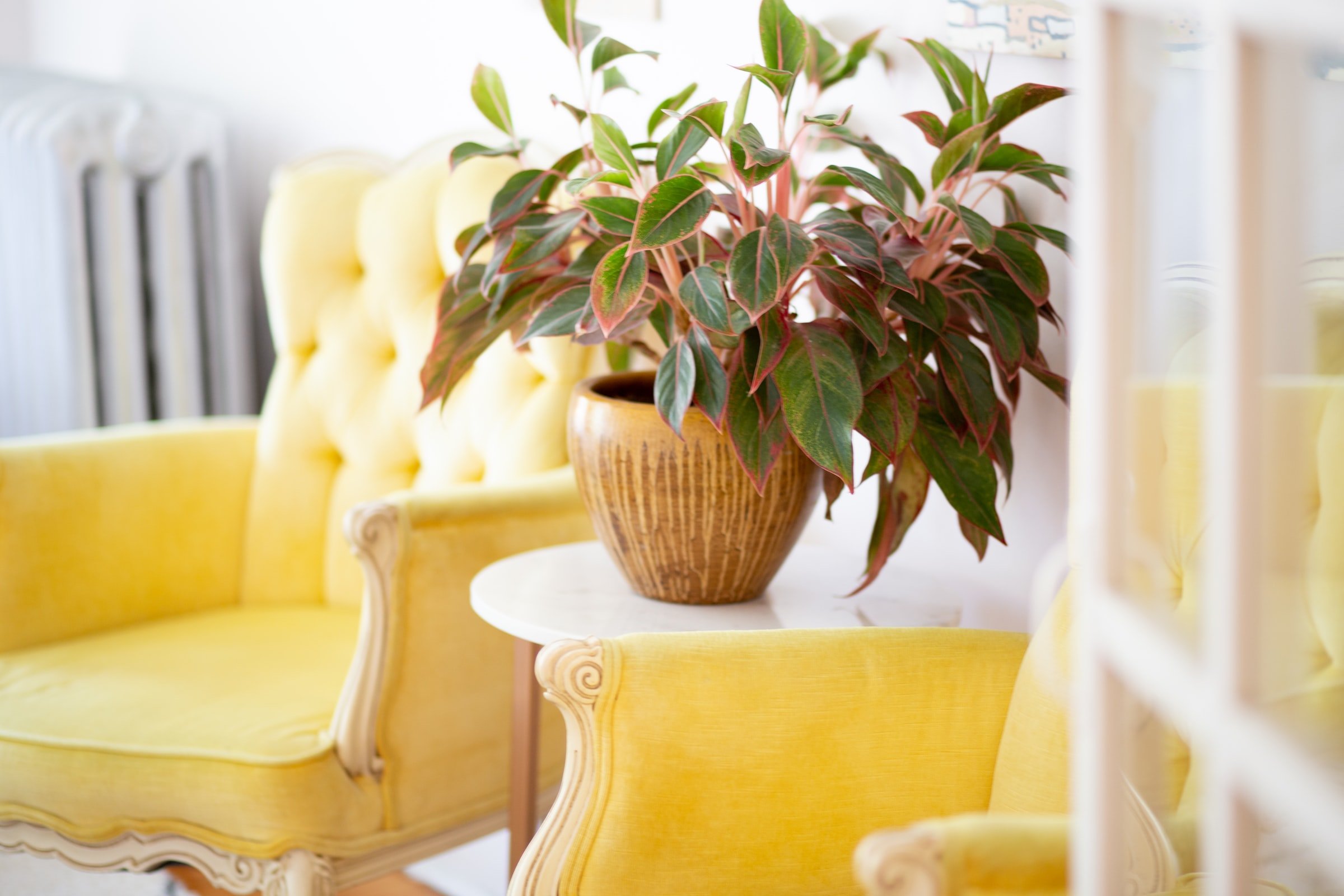 planta em mesa e poltronas amarelas