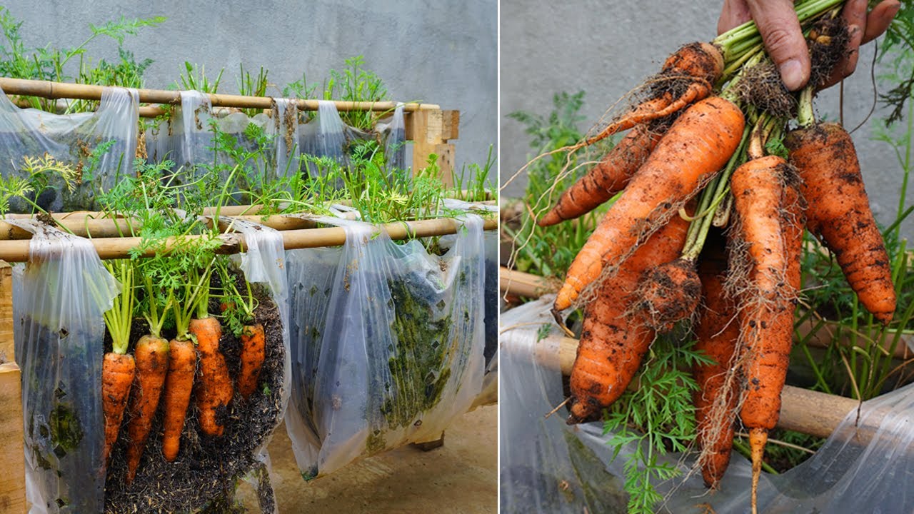 sacos plásticos para cultivo de cenouras