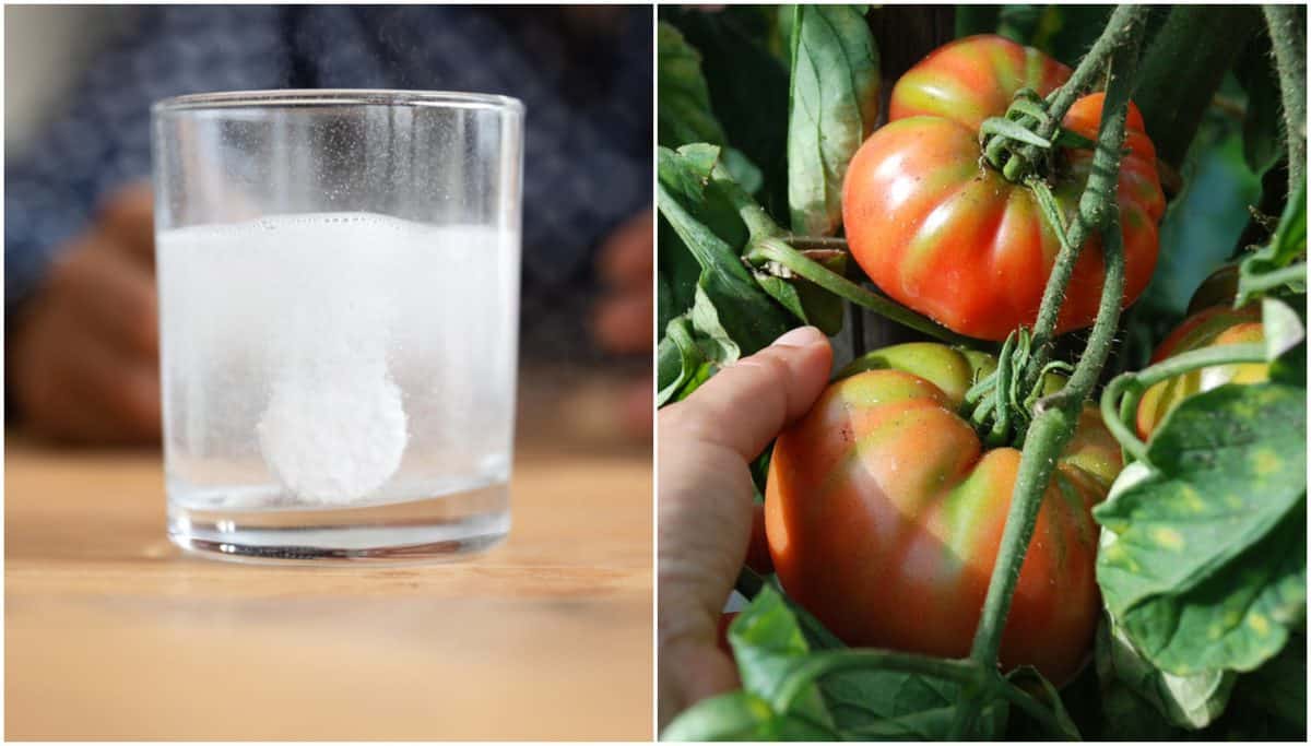 uso de aspirina em tomates
