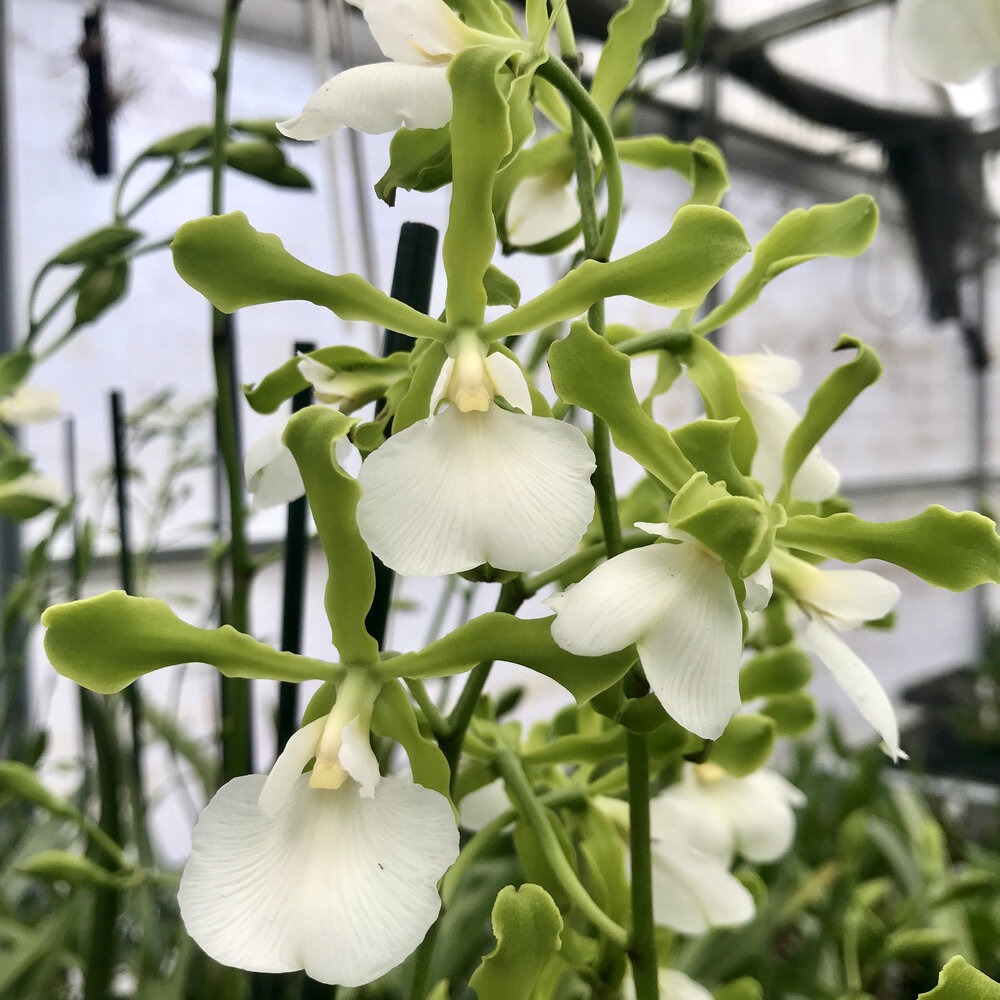 variedade de orquídea branca Encyclia