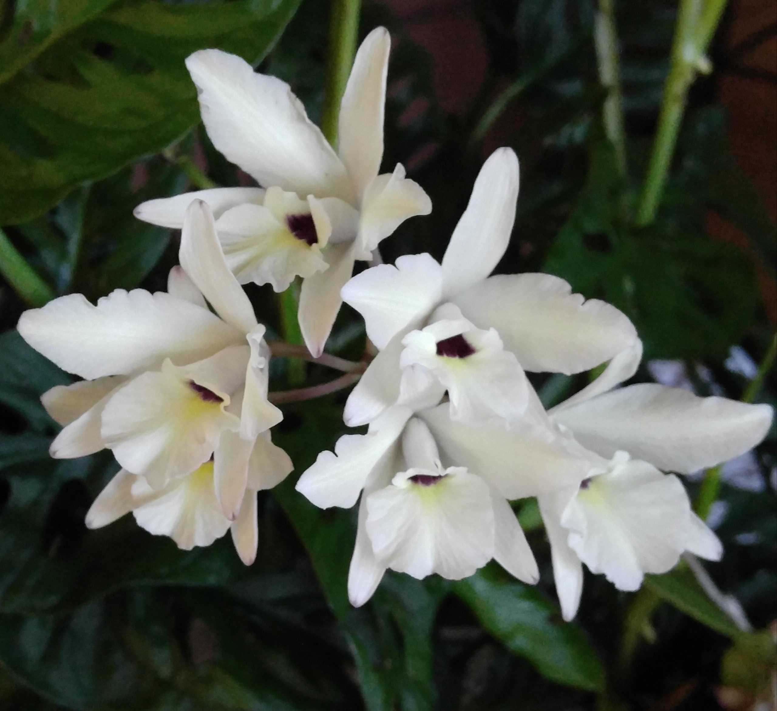 variedade de orquídea branca Laelia