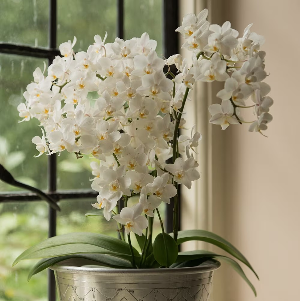 variedade de orquídea branca Phalaenopsis