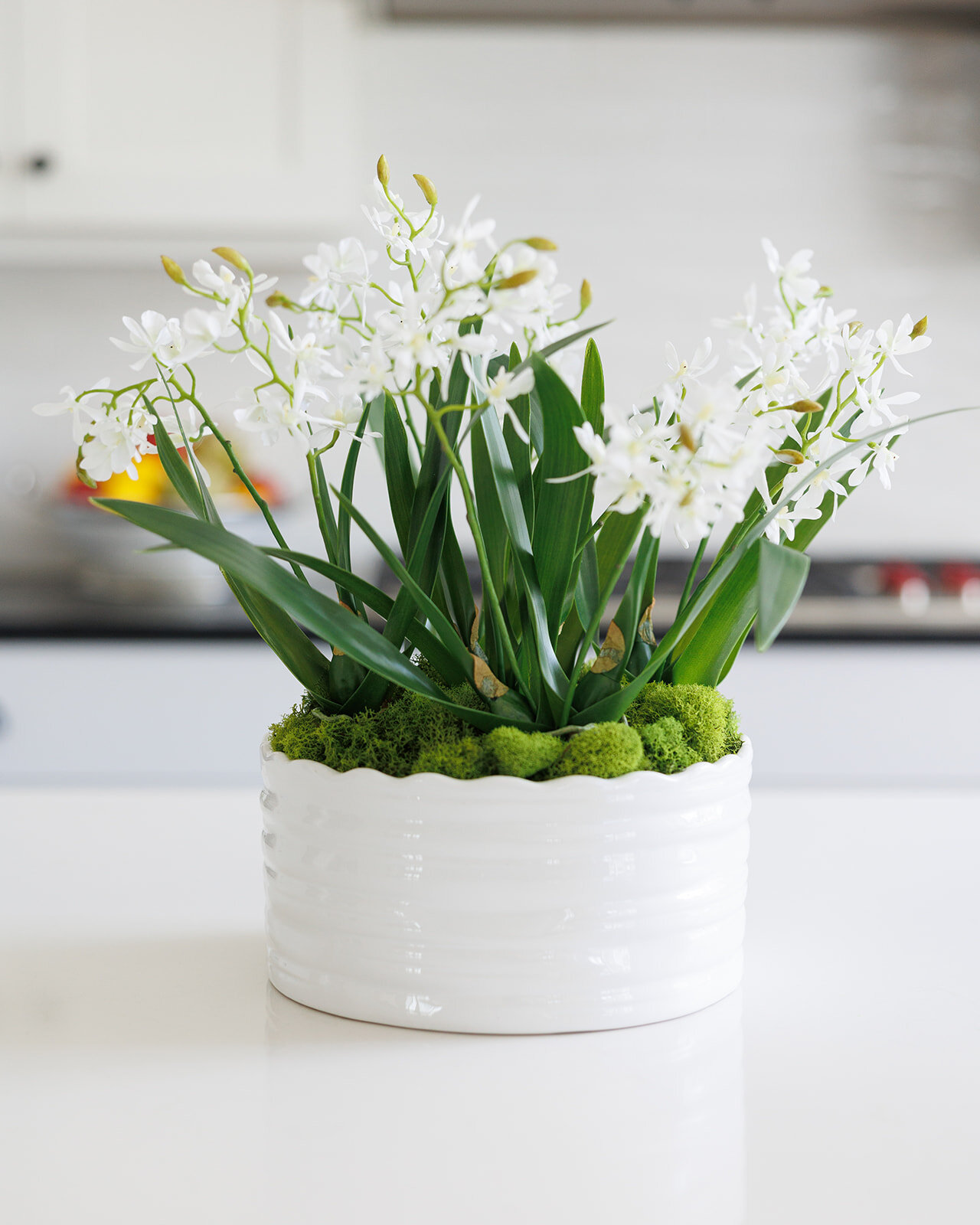 vaso com orquídea branca Cattleya
