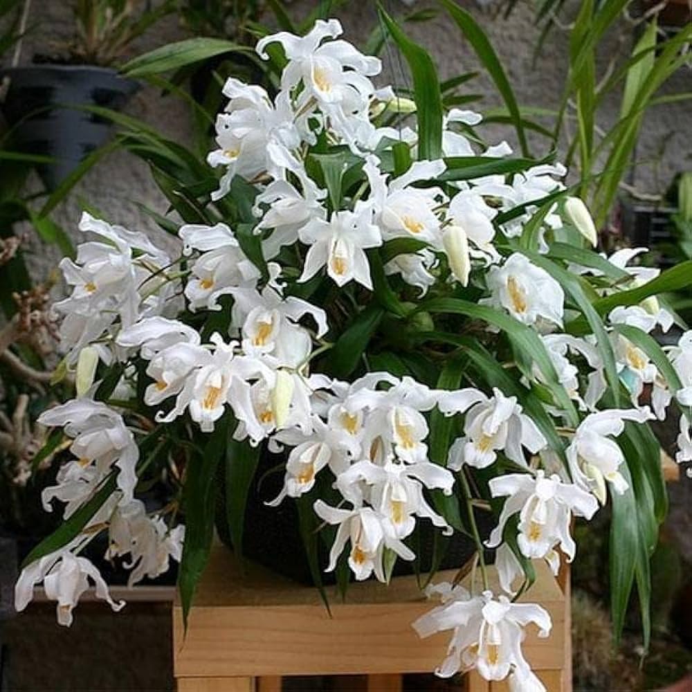 vaso com orquídea branca Coelogyne