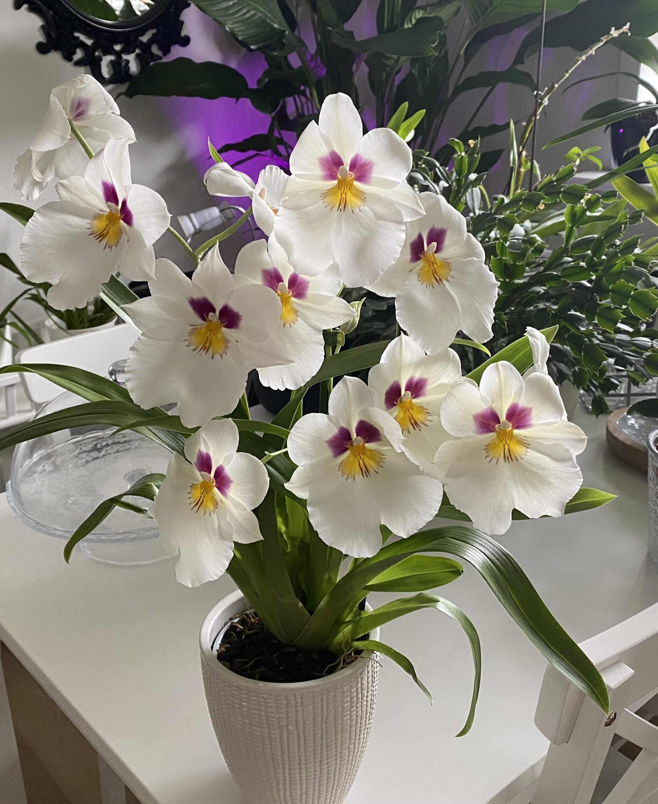 vaso com orquídea branca Miltonia