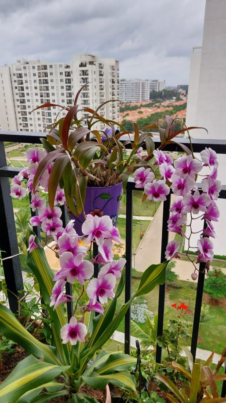 orquídeas em sacada de apartamento