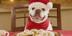 cachorro vestido para natal em frente à mesa com comida