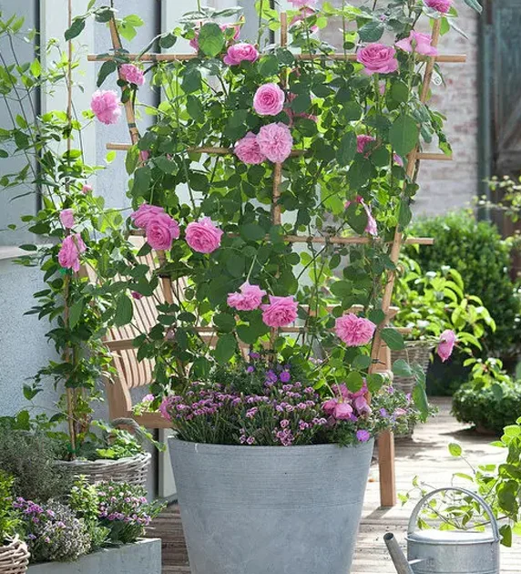 cultivo vertical de rosas em vaso