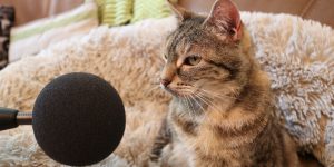 microfone perto de gato