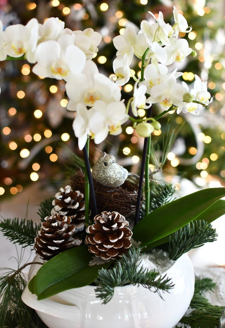 orquídea na decoração de natal