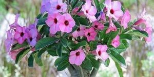planta veneno-de-caçador com flores rosas