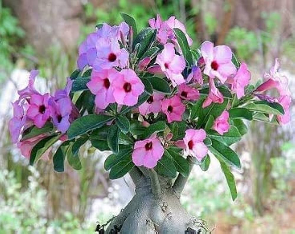 planta veneno-de-caçador com flores rosas