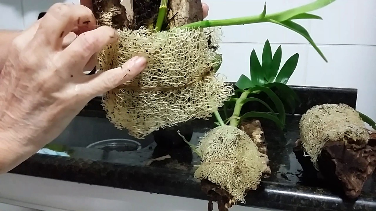 plantio de orquídeas em buchas vegetais
