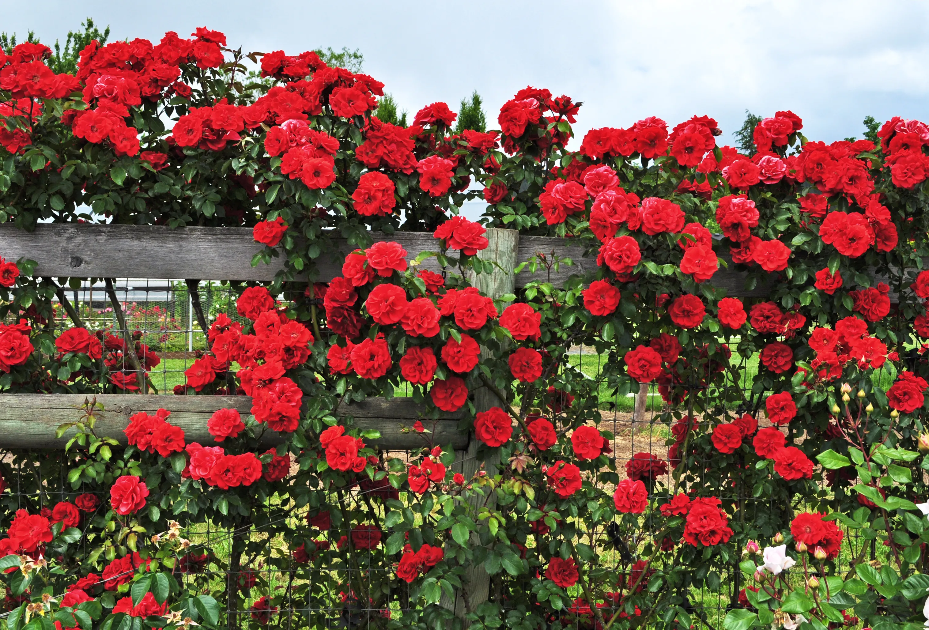 rosas cultivadas verticalmente em cerca