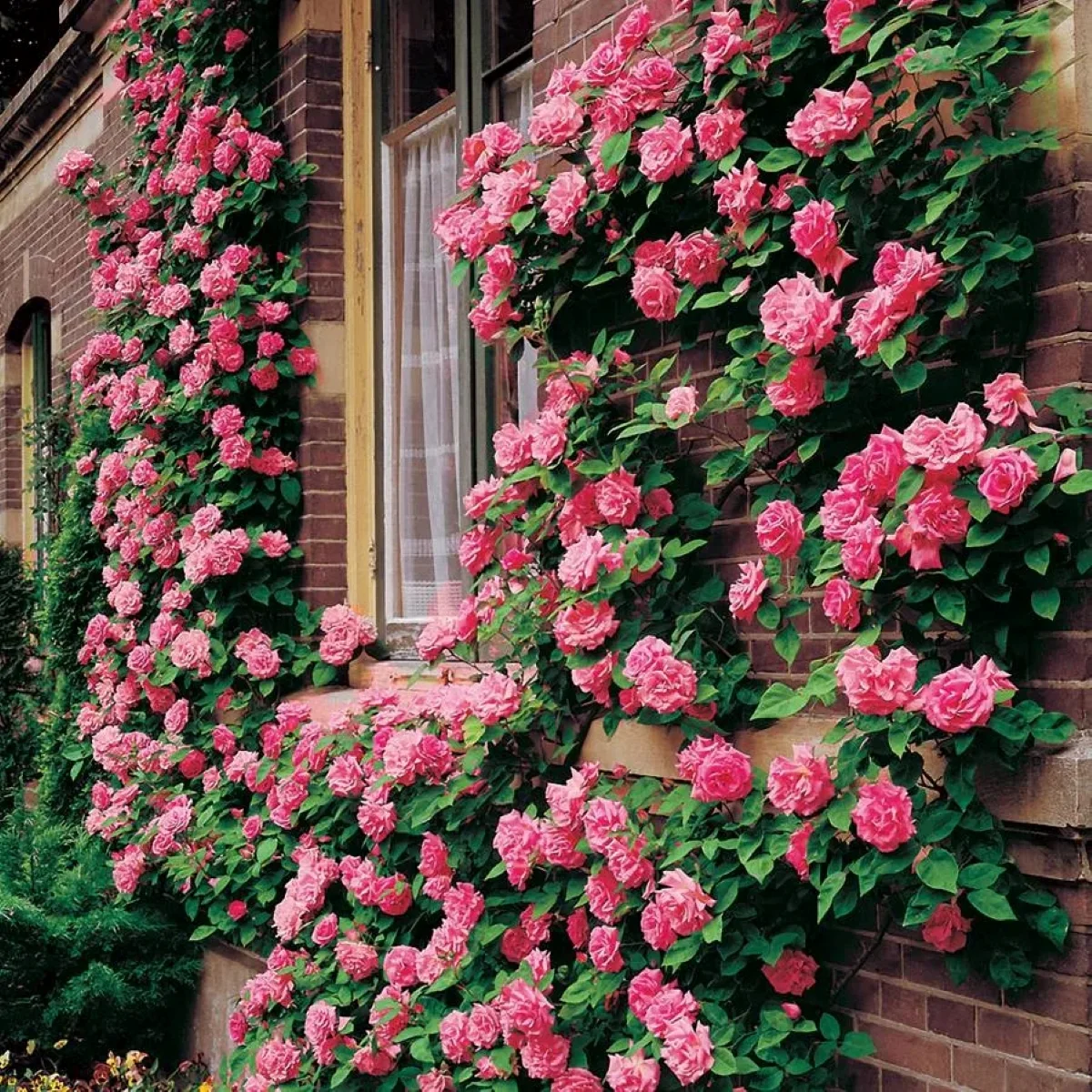rosas cultivadas verticalmente em parede de casa