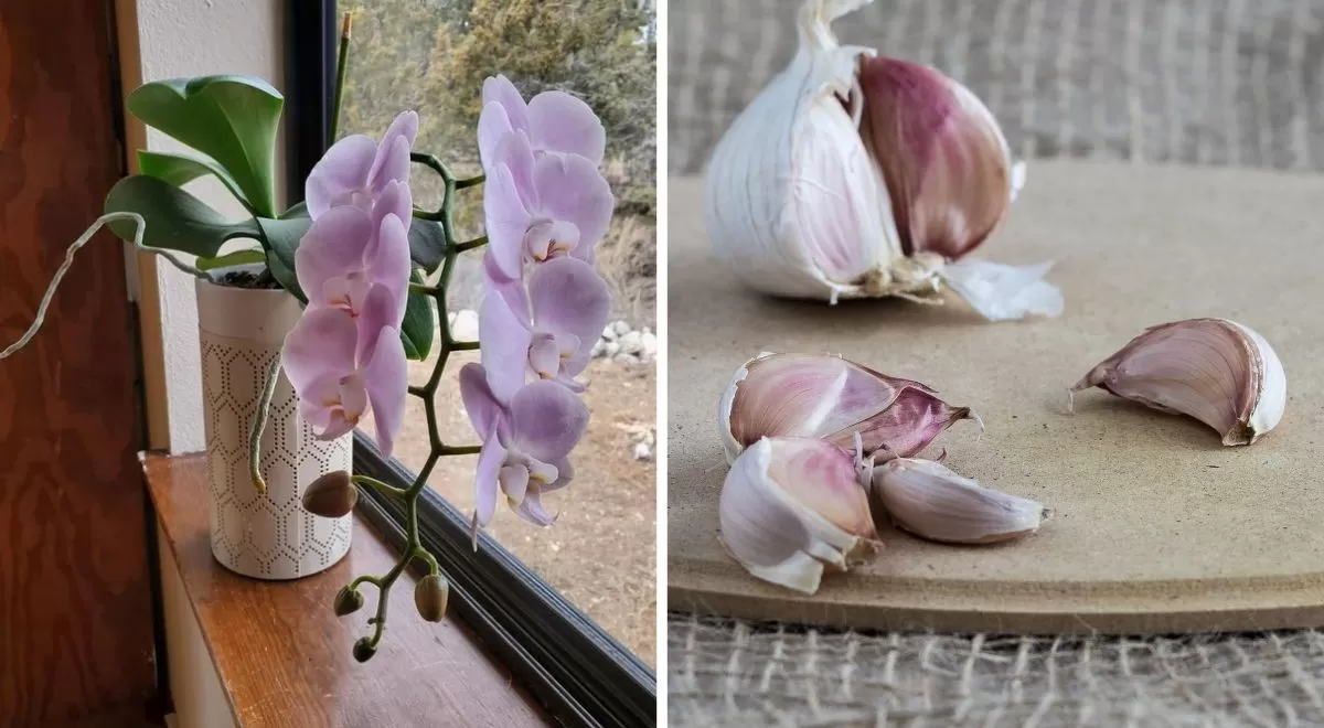 uso de alho nas orquídeas