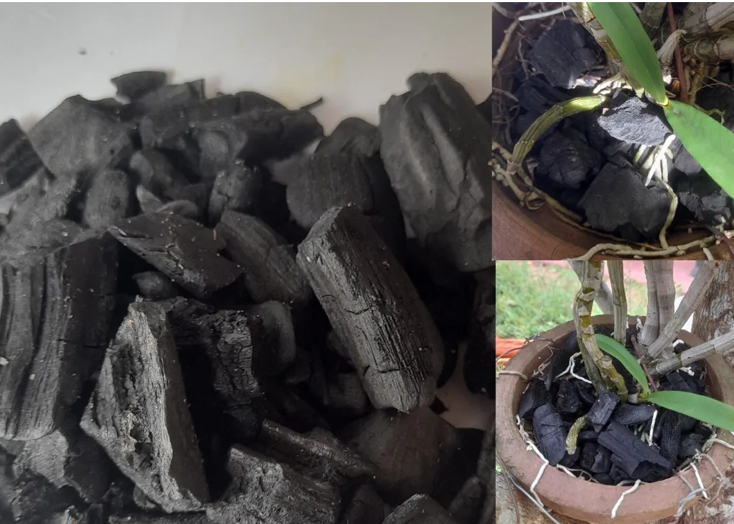 uso de carvão no plantio de orquídeas