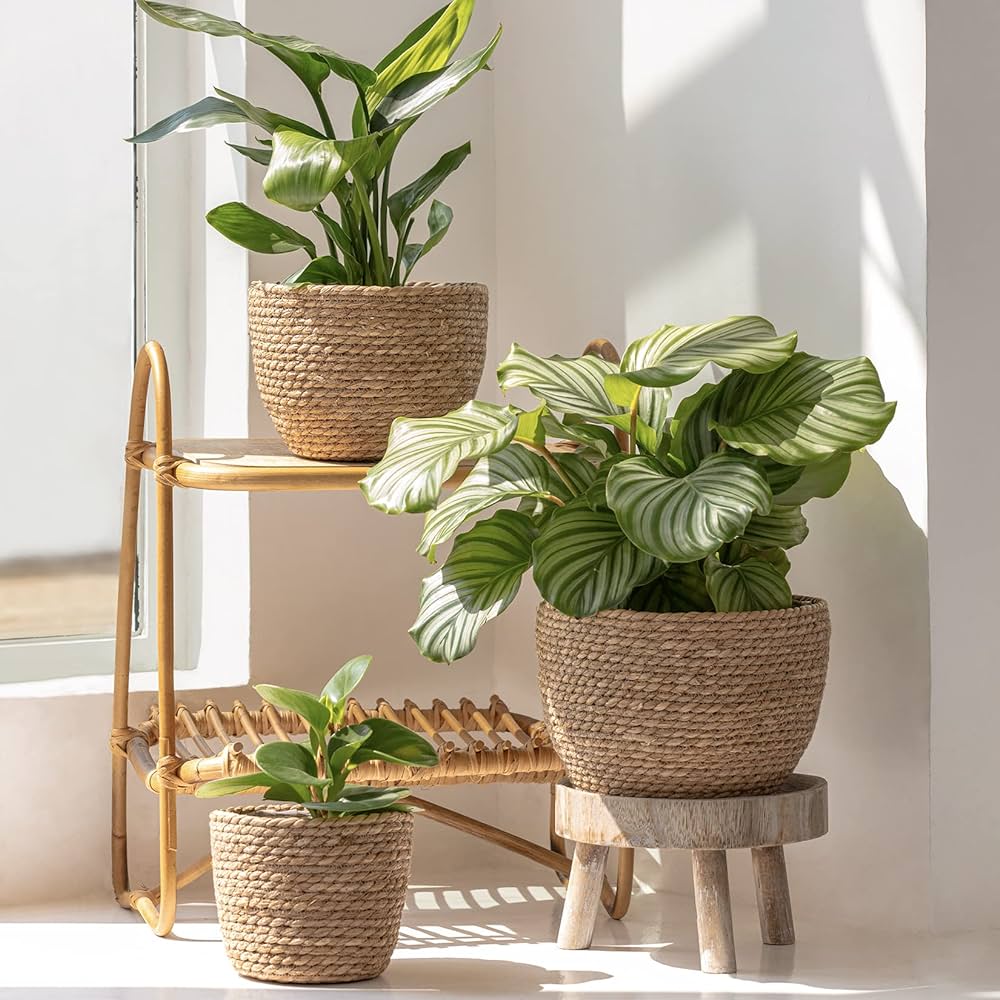 vasos com plantas naturais perto de janela