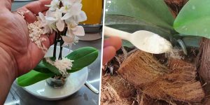 adubos caseiros para orquídea gerar mais flores