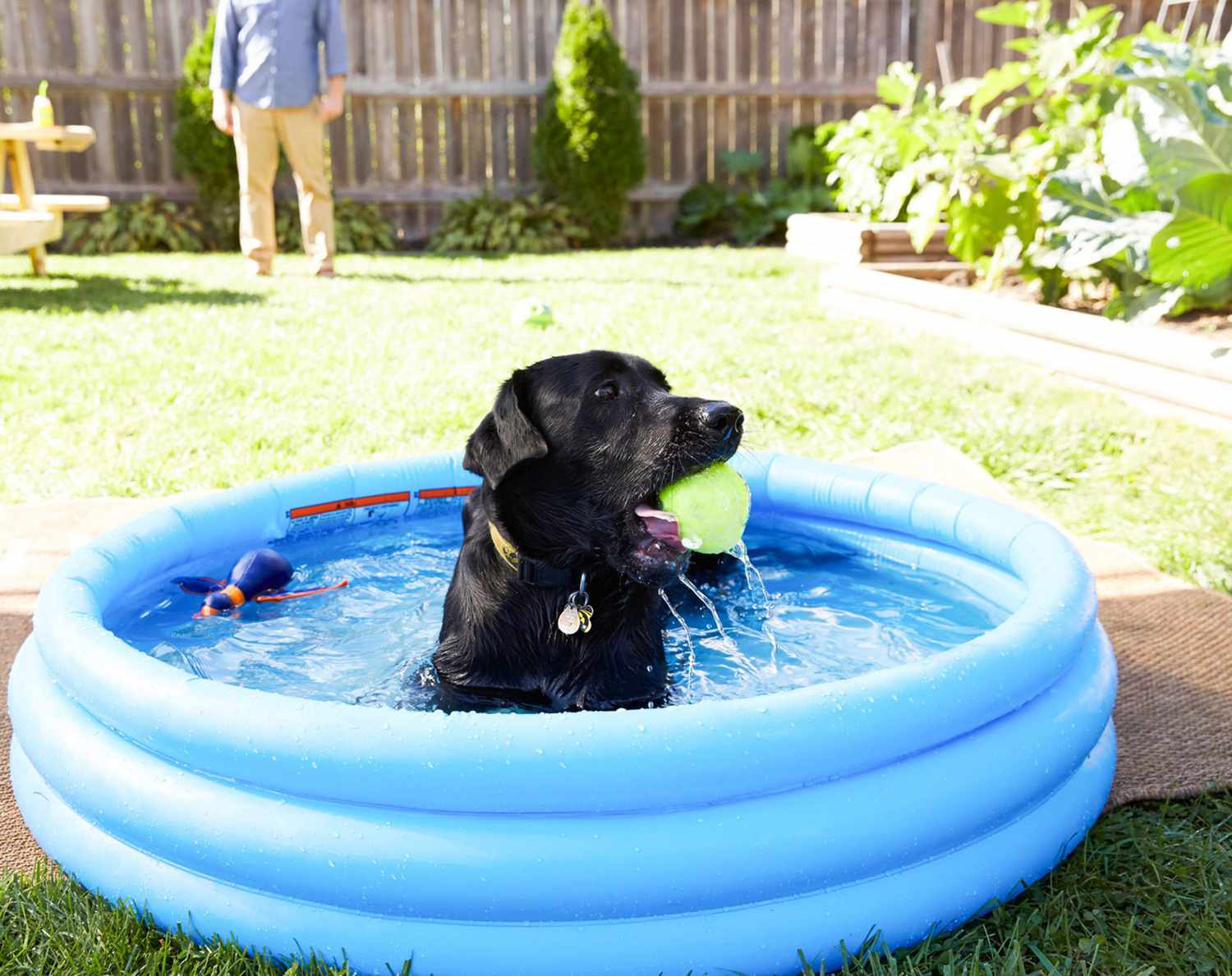 cachorro brincando dentro de piscina